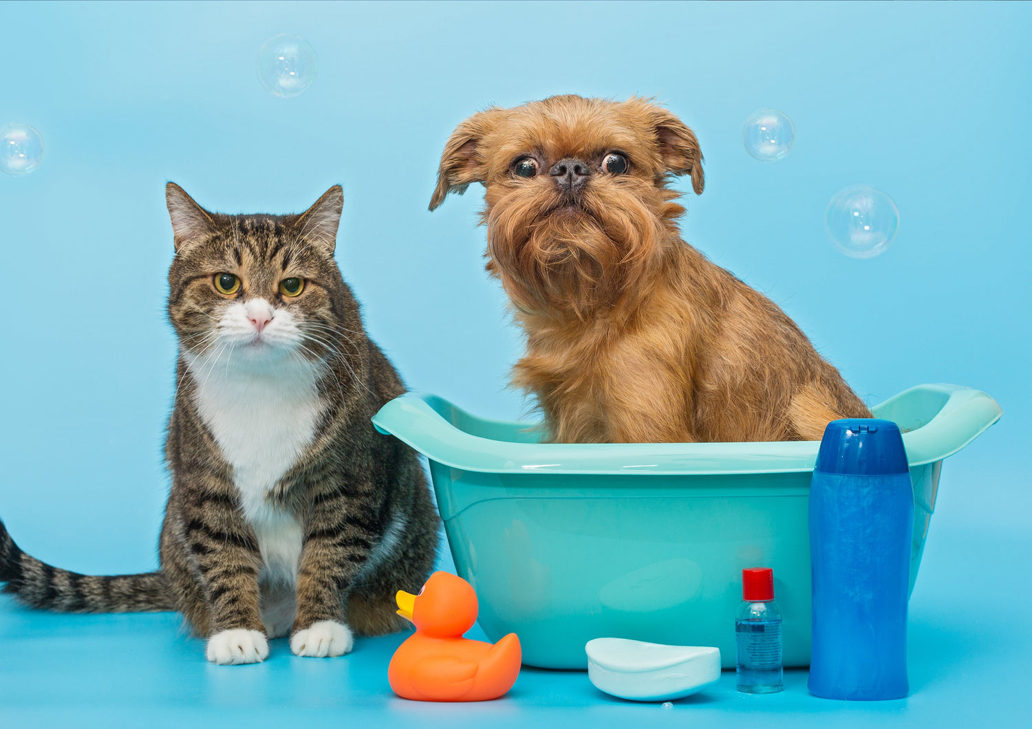 Pets